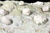 Blastoid, Rugose Coral and Crinoid Fossil Association - Illinois #134329-7